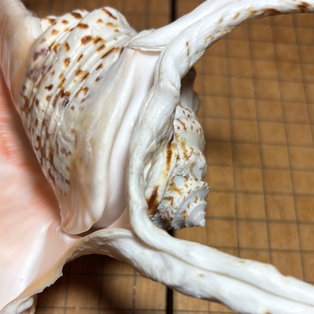 Spider Conch Natural White Brown Shell 10”Lx6.5”Wx2.75”H Beach Bath 11.4oz - Picture 17 of 17